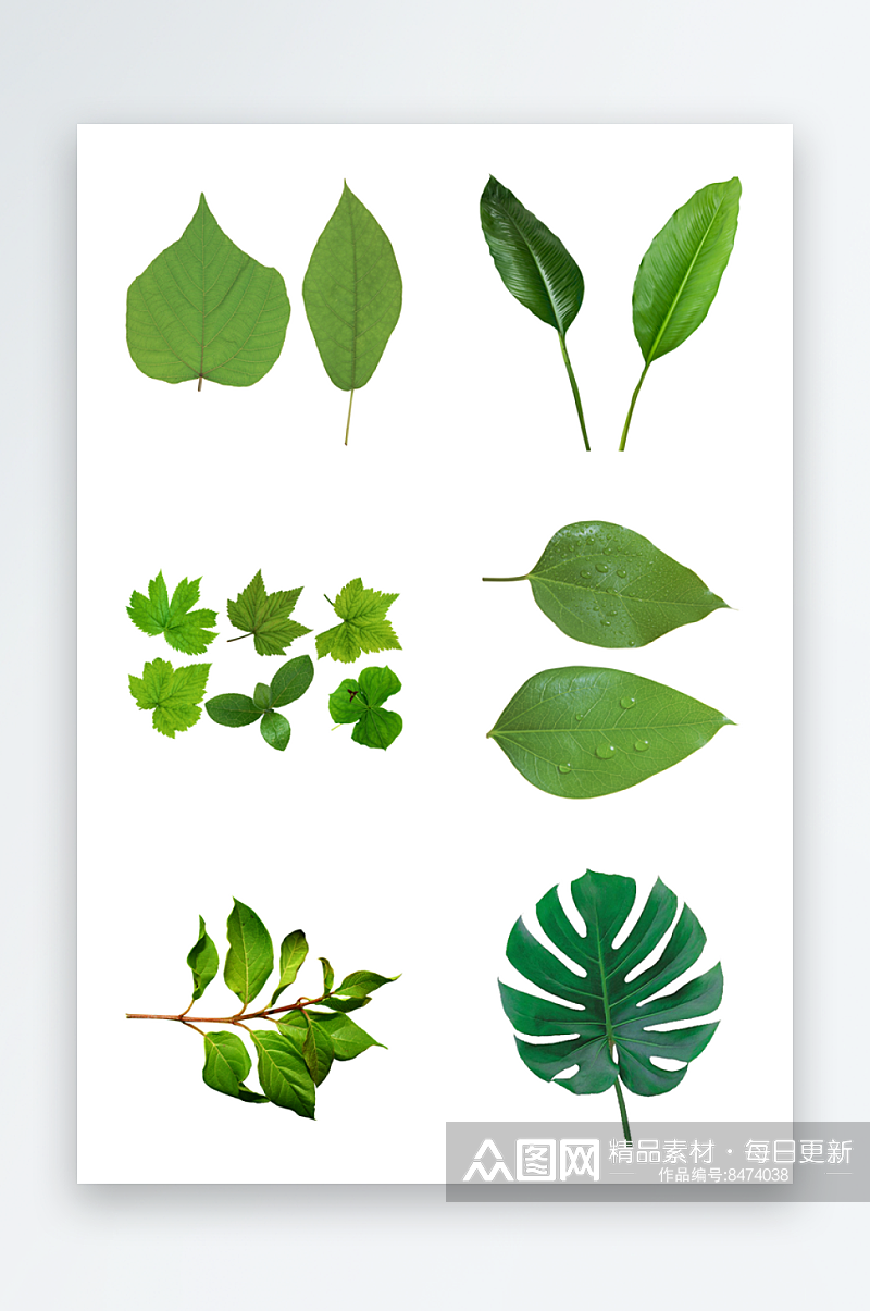 日常生活绿叶免抠素材素材
