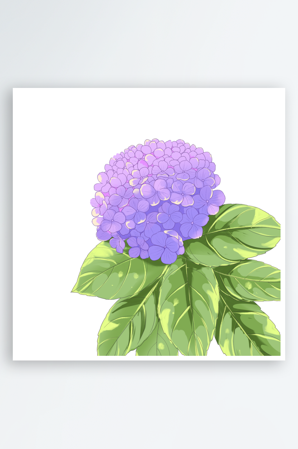 绣球花手绘插画元素素材