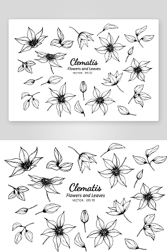 手绘植物花卉线描图案设计