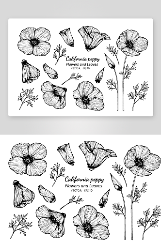 手绘植物花卉线描图案设计