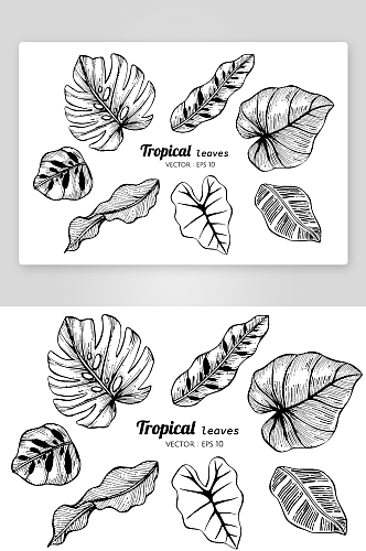 手绘植物花卉线描图案