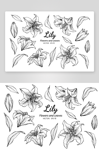 手绘植物花卉线描图案