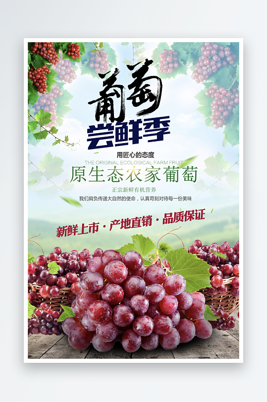 葡萄海报设计模版
