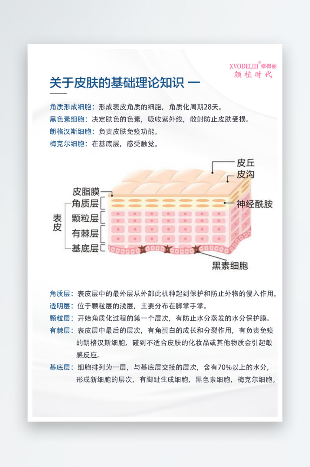 关于皮肤的基础知识宣传海报素材
