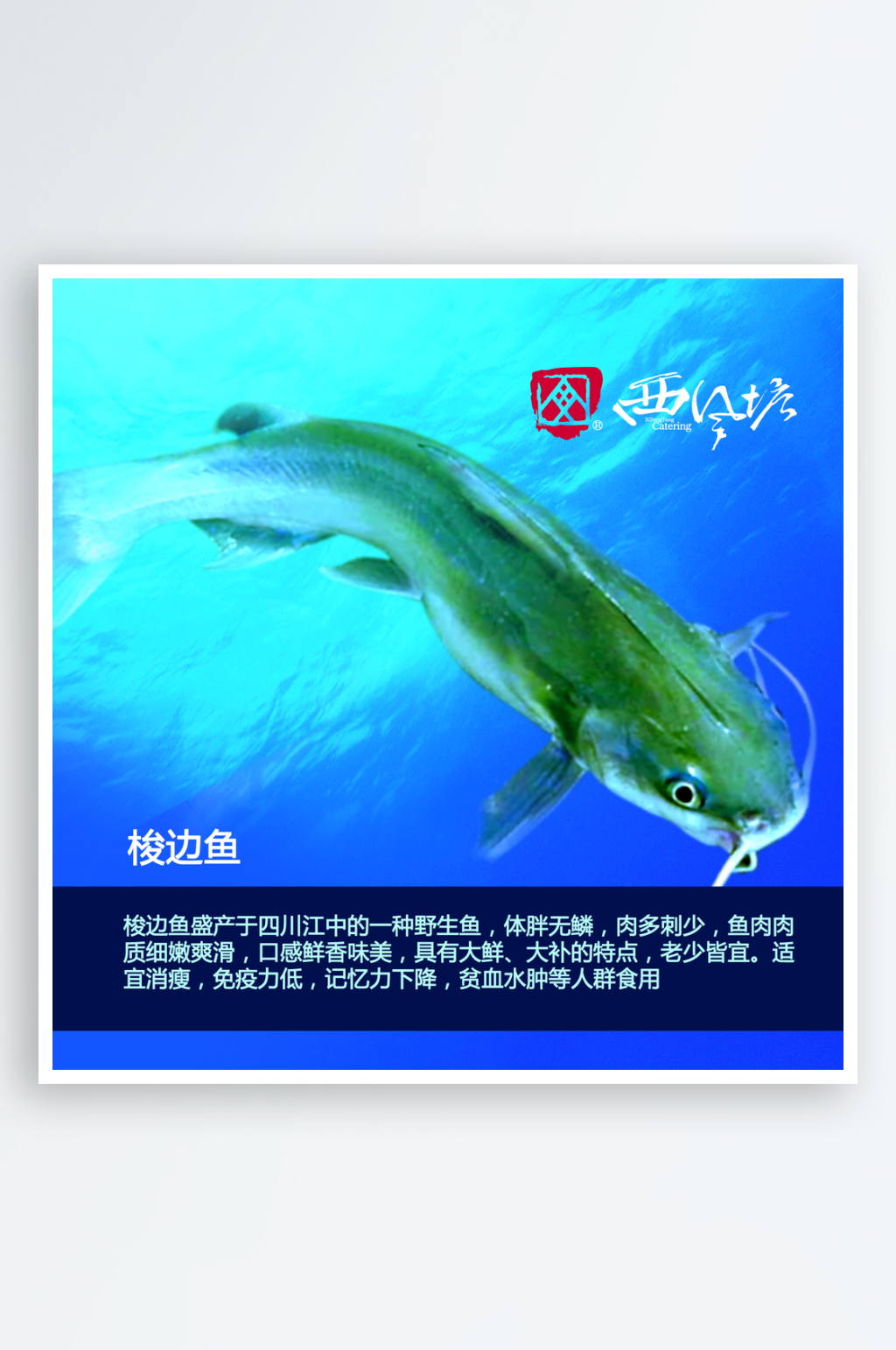 最新原创梭边鱼宣传海报素材