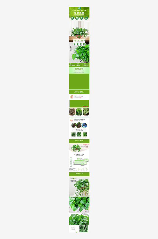 家居植物绿萝详情模板