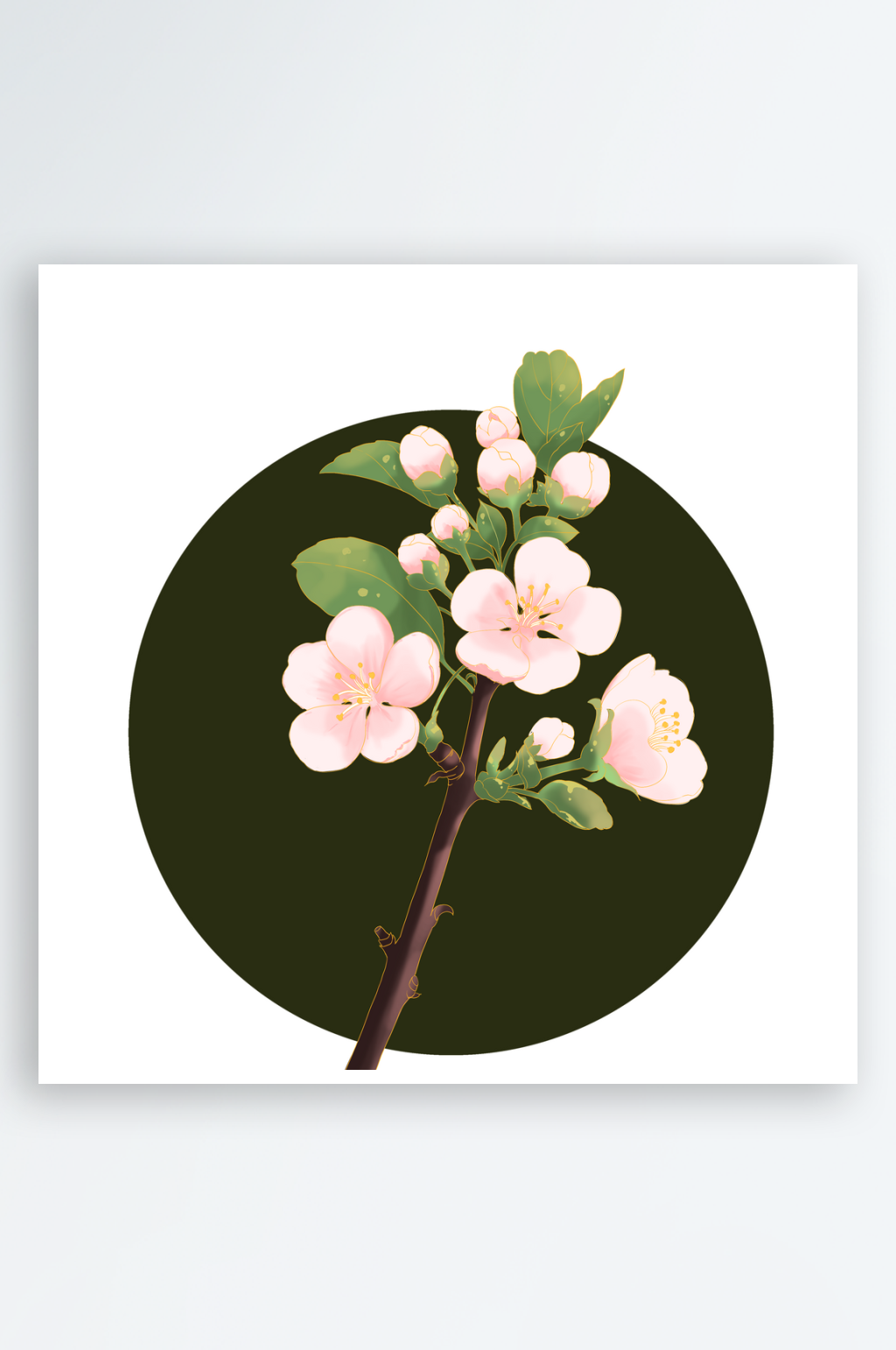 梅花花卉插画元素素材