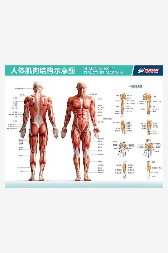 人体肌肉结构示意图海报