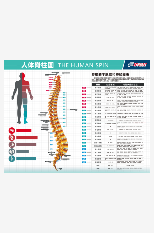 颈椎挂图素材_颈椎挂图模板_颈椎挂图设计图片免费下载-众图网