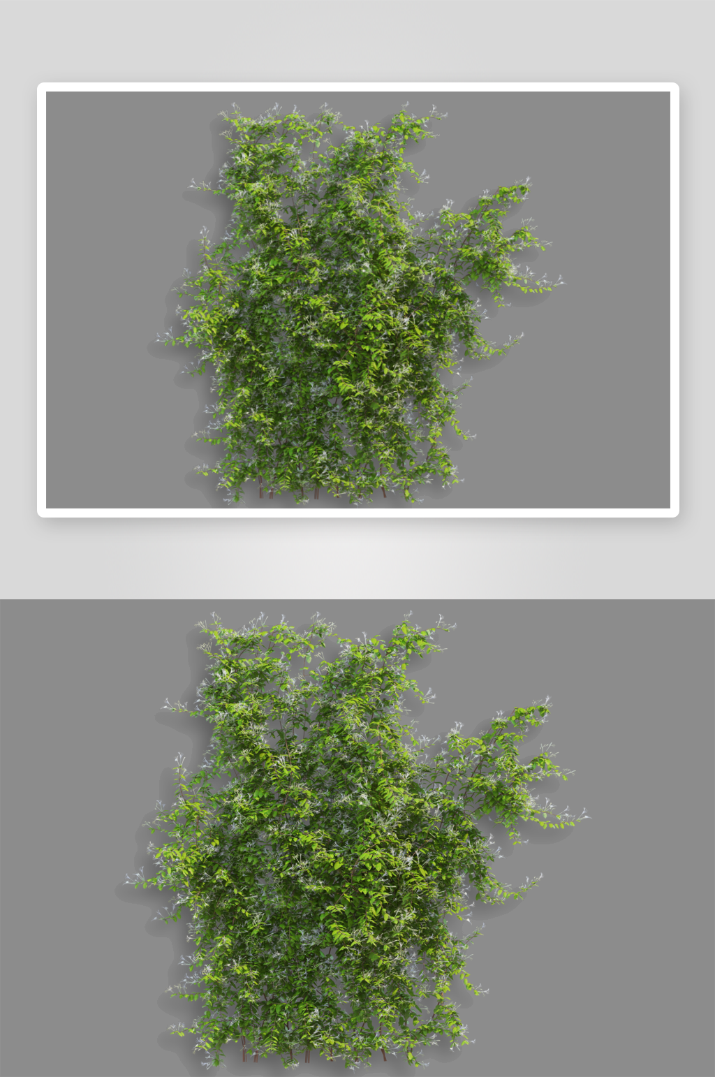 绿色藤蔓垂吊植物免扣素材藤蔓植物素材