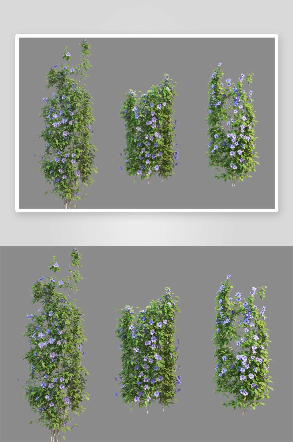 绿色藤蔓垂吊植物免扣素材藤蔓植物素材