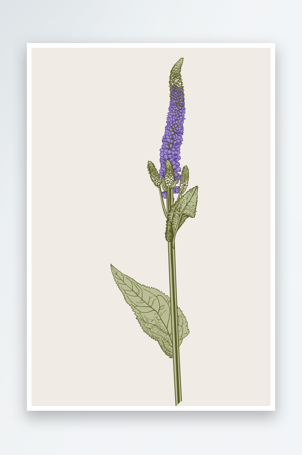 复古植物花卉元素设计素材