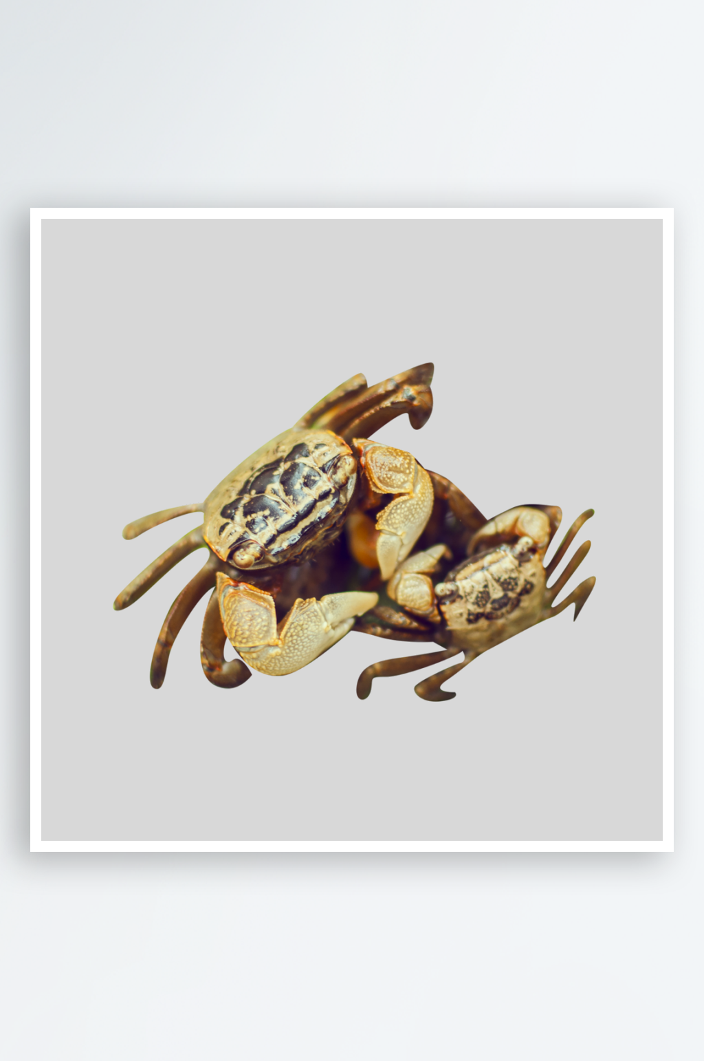美味的螃蟹免抠摄影图素材