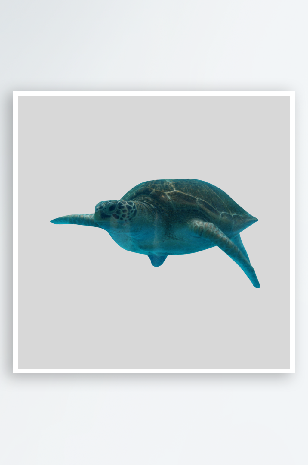 可爱的海龟免抠素材素材