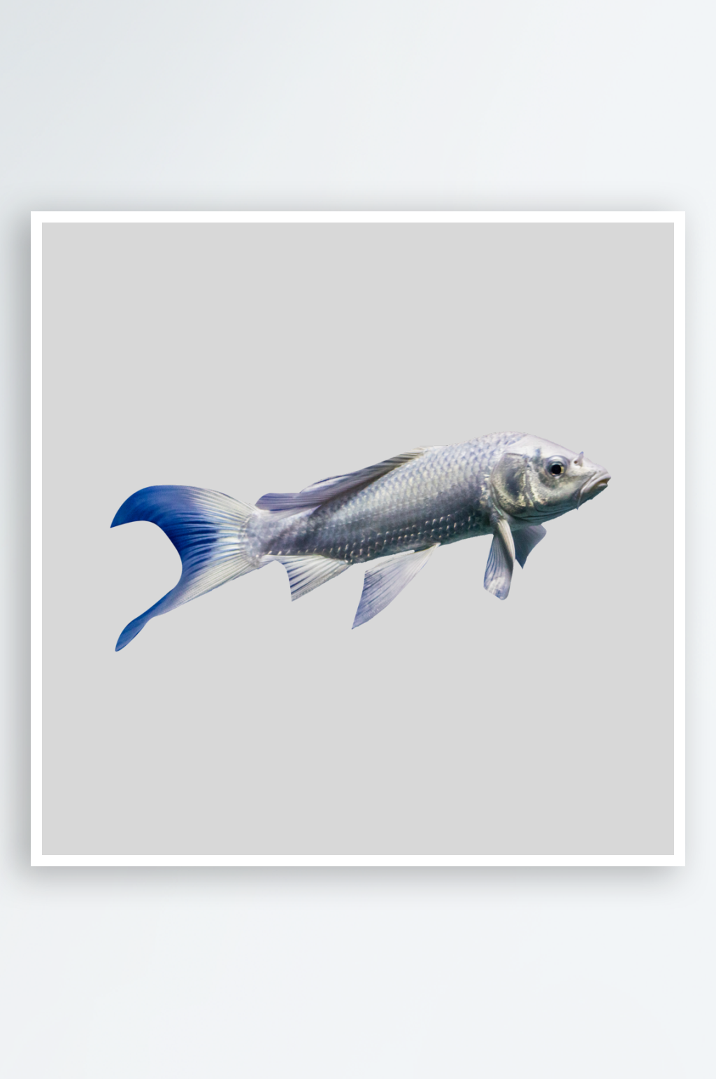 海鱼免抠透明元素素材