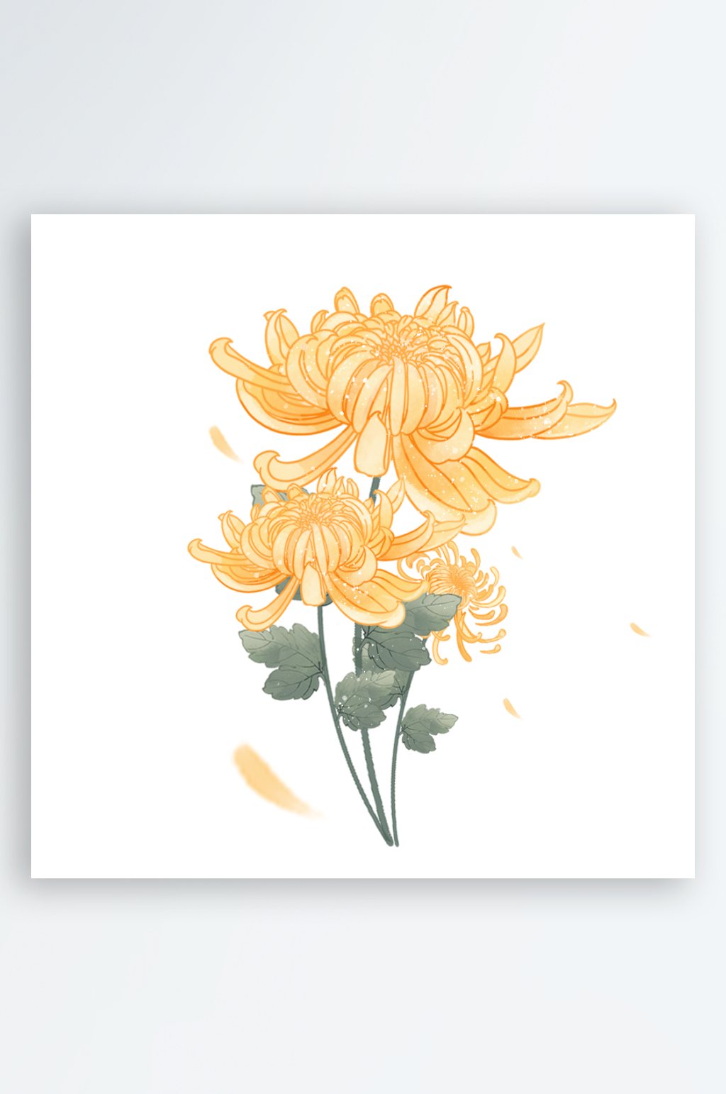 手绘菊花鲜花素材素材