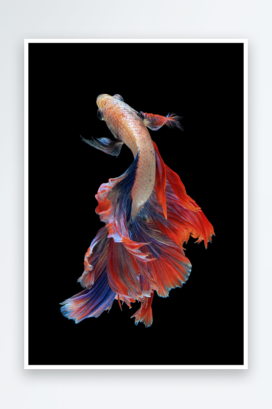 轻奢水彩斗鱼艺术装饰画-众图网