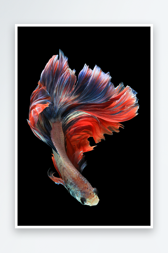 轻奢水彩斗鱼艺术装饰画-众图网