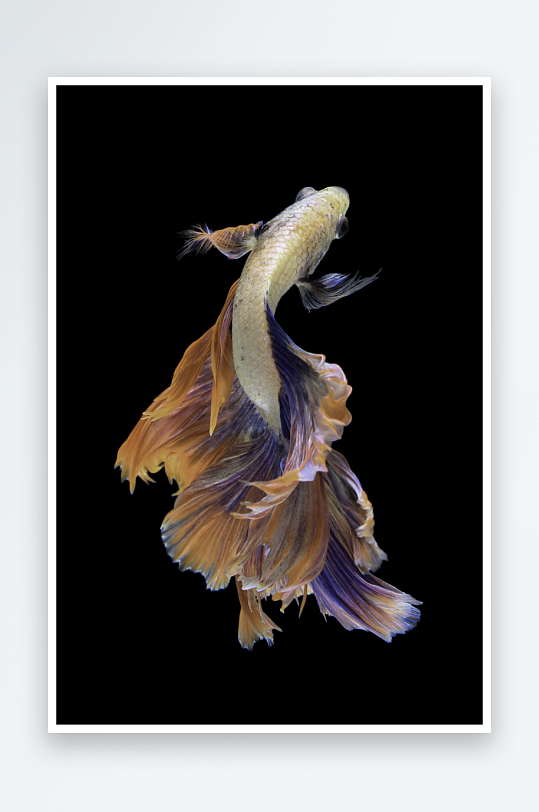 游鱼轻奢装饰画挂画-众图网