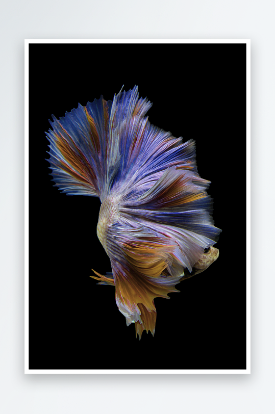 游鱼轻奢装饰画挂画-众图网