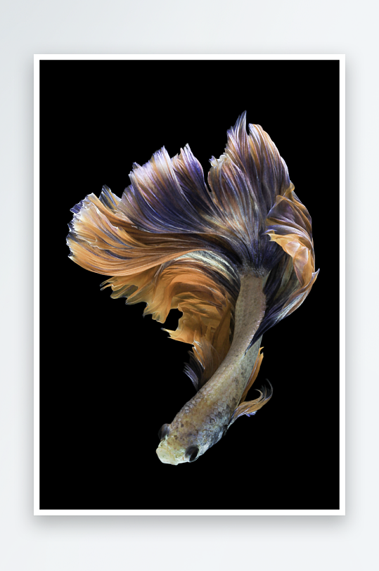 游鱼轻奢装饰画挂画-众图网