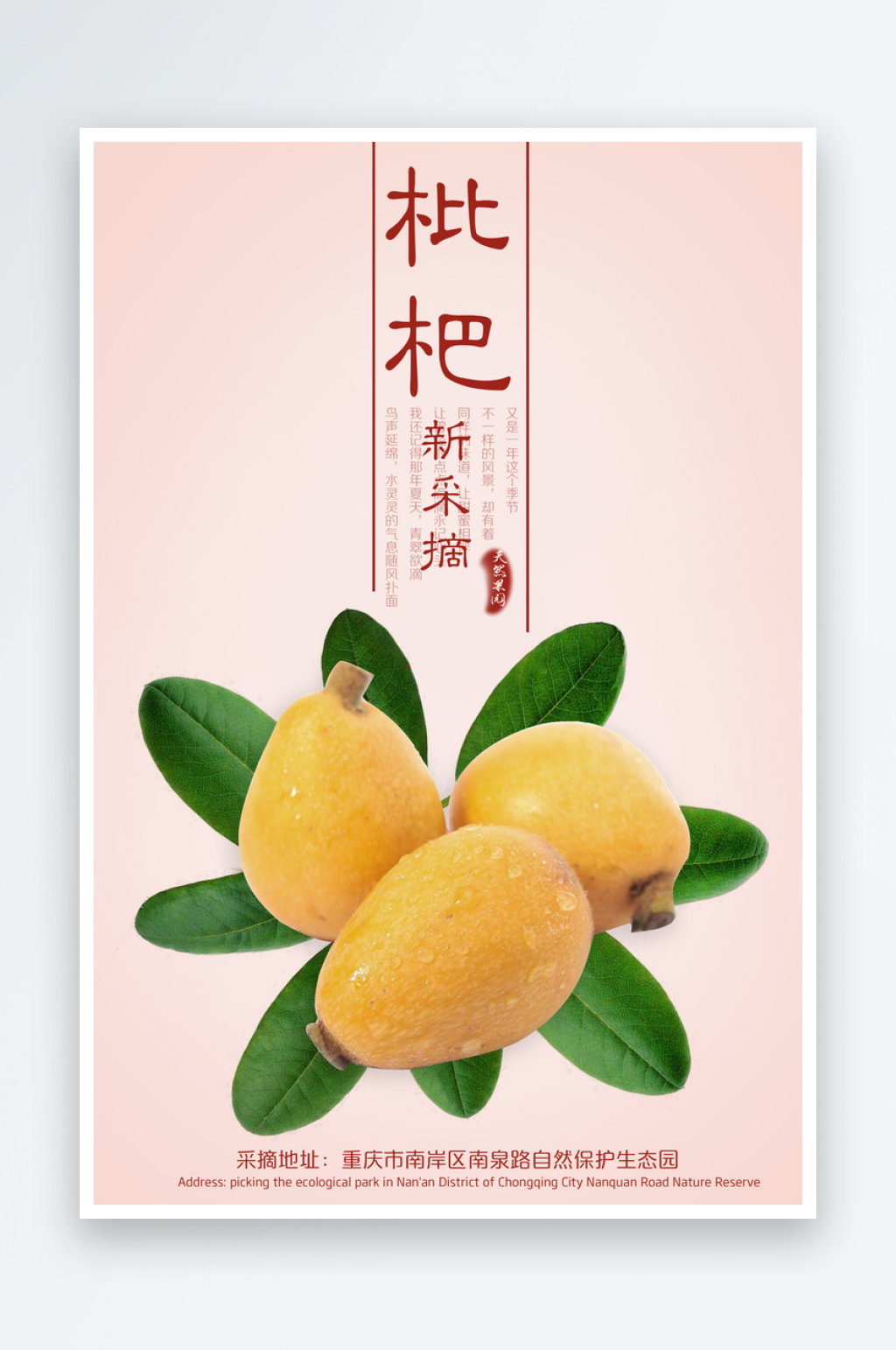 枇杷海报模板素材素材