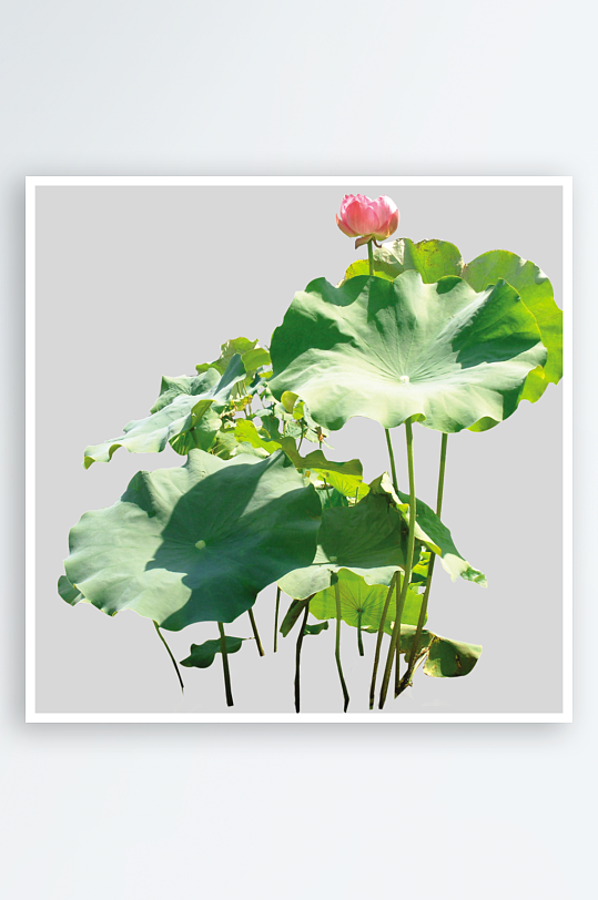 荷花素材免抠设计图