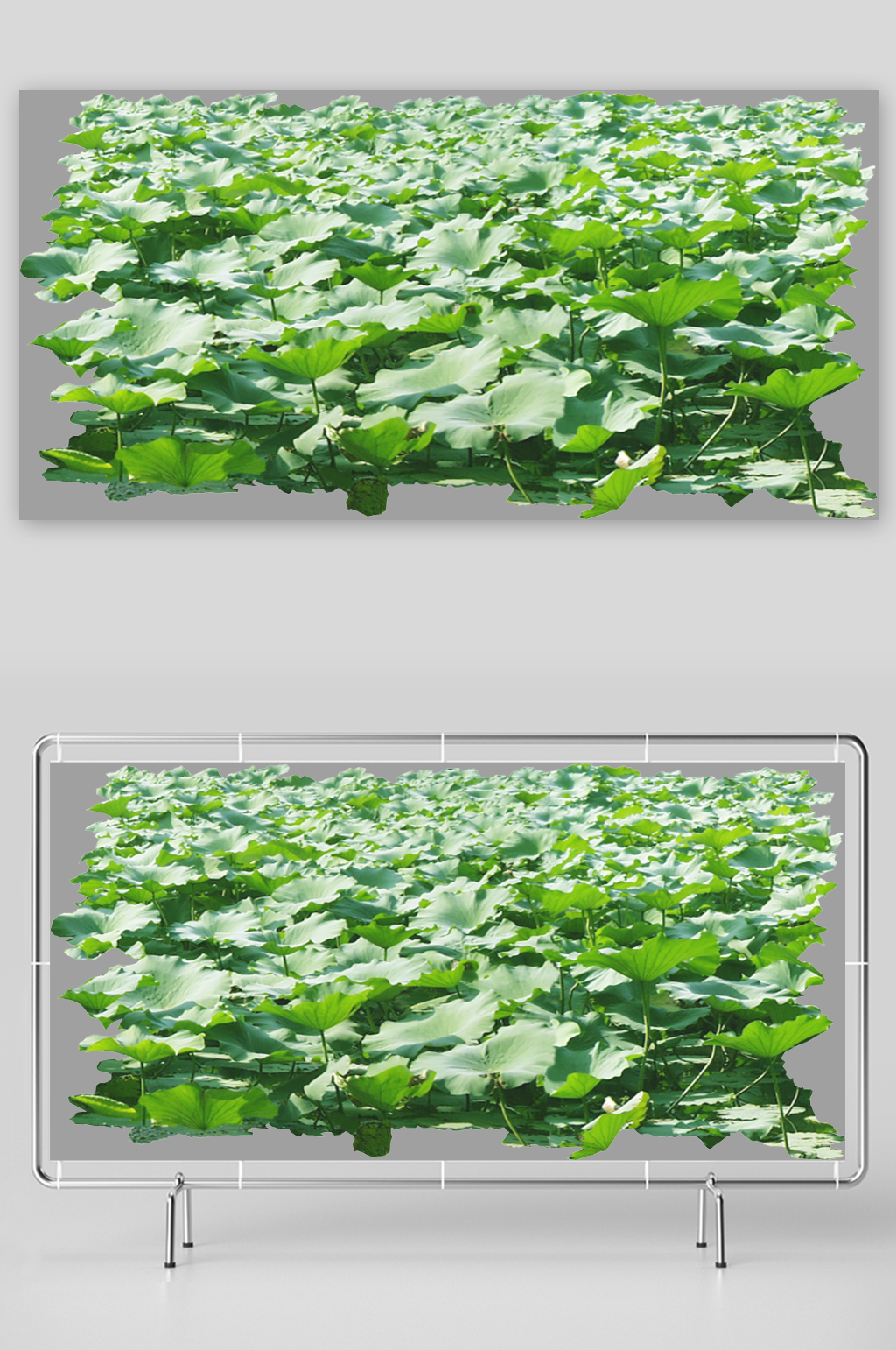 荷花素材免抠设计图素材