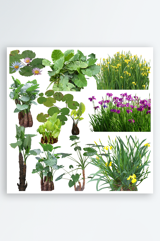 各类荷花素材免抠设计图