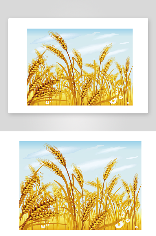 蓝色水稻稻田背景素材-众图网