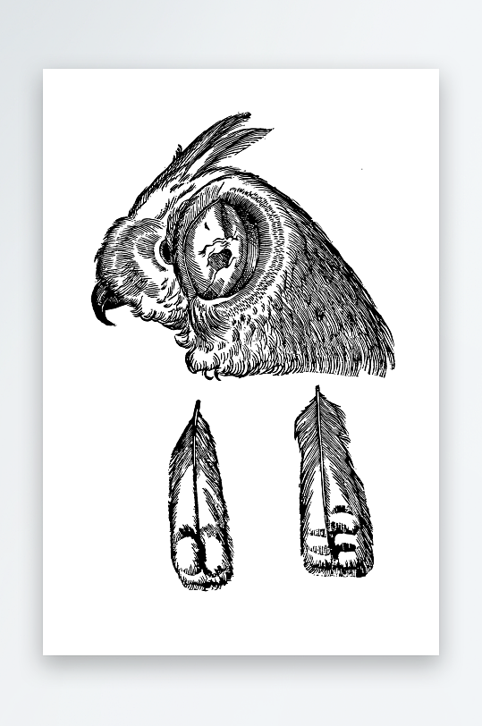 创意矢量鸟类元素-众图网