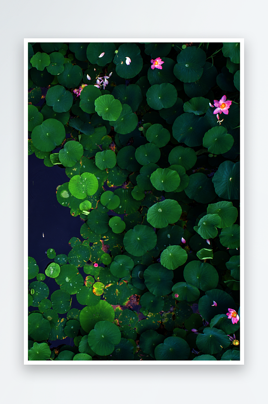 圣诞背景模版素材-众图网