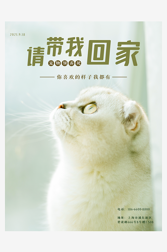 宠物海报设计模板-众图网